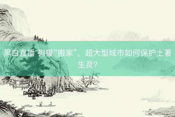黑白直播 狗獾“搬家”，超大型城市如何保护土著生灵?